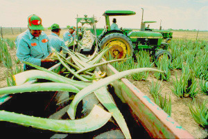Aloe Vera oogsten